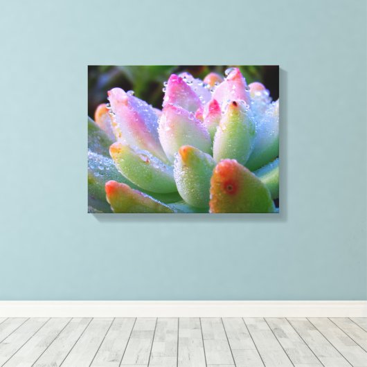 Waterdruppel succulent canvas afdruk (Insitu (Houten vloer))