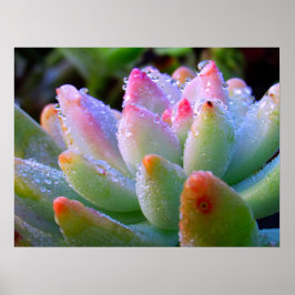 Waterdruppel succulent poster