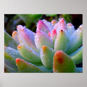 Waterdruppel succulent poster