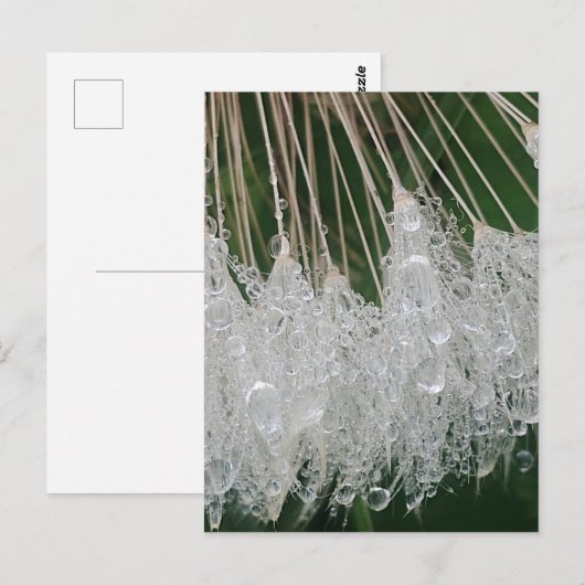 Waterdruppels Briefkaart (Voorkant / Achterkant)