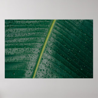 Waterdruppels op bananenblad poster