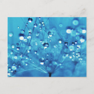 Waterdruppels op Dandelions Briefkaart