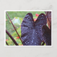 Waterdruppels op donkere blad botanische ansichtka
