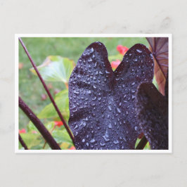Waterdruppels op donkere blad botanische ansichtka briefkaart
