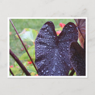 Waterdruppels op donkere blad botanische ansichtka briefkaart