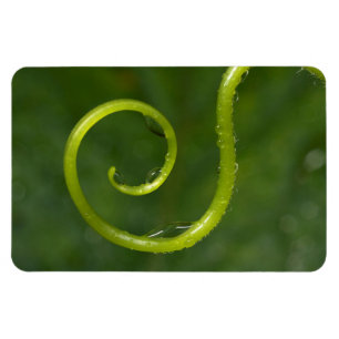 Waterdruppels op een wijnstok magneet