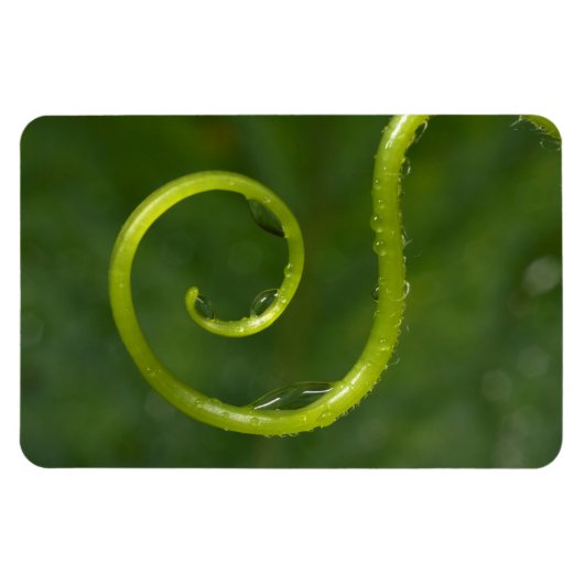 Waterdruppels op een wijnstok magneet (Horizontaal)