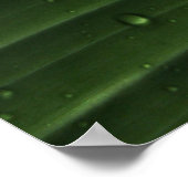 Waterdruppels op groen blad poster (Hoek)