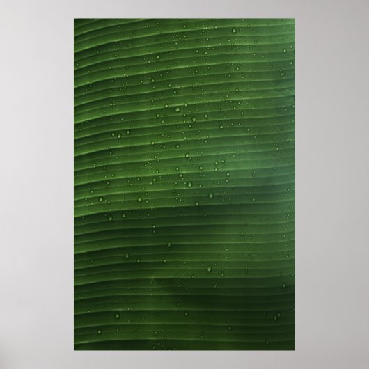 Waterdruppels op groen blad poster (Voorkant)
