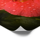 Waterdruppels op Hibiscus Poster (Hoek)