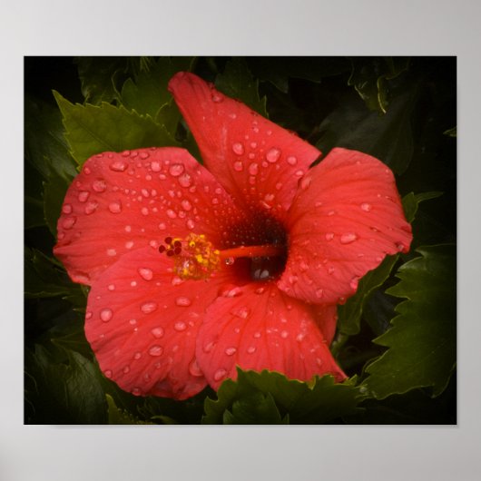 Waterdruppels op Hibiscus Poster (Voorkant)