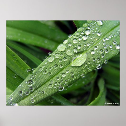 Waterdruppels. Poster (Voorkant)