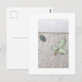 Waterdruppeltjes op bladfotografie briefkaart (Voorkant / Achterkant)