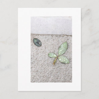 Waterdruppeltjes op bladfotografie briefkaart