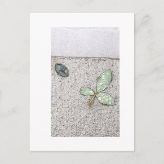 Waterdruppeltjes op bladfotografie briefkaart (Voorkant)