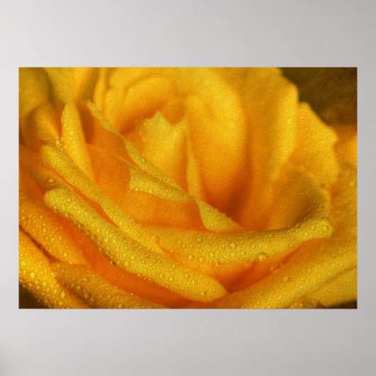 Waterdruppeltjes op Elegant Yellow Rose Poster (Voorkant)