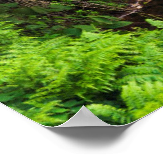 Waterfall, Hamakua coast, Hawaii Poster (Hoek)