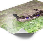 Watergazing Wilde Eend Koppel Foto Afdruk (Hoek)
