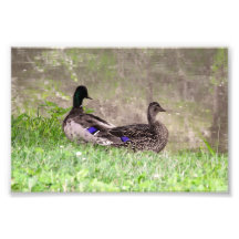 Watergazing Wilde Eend Koppel