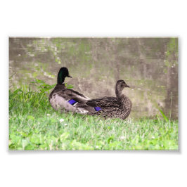 Watergazing Wilde Eend Koppel Foto Afdruk