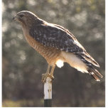 waterhawk staand fotobeeldje<br><div class="desc">bericht</div>