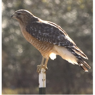 waterhawk staand fotobeeldje 