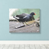 Waterhoen Canvas Print (Insitu (Houten vloer))