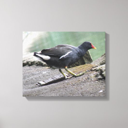Waterhoen Canvas Print (Voorkant)