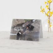 Waterhoen met jongere en kuikens kaart (Gele Bloem)