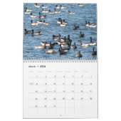 Waterhoenders van de Atlantische Flyway Kalender (Mar 2026)