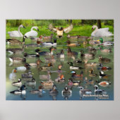 Waterhoenders van het West Identification Poster (Voorkant)