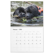 Waterhonden van Notta Beer Kalender (Feb 2026)