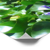 Waterhyacint Poster (Hoek)