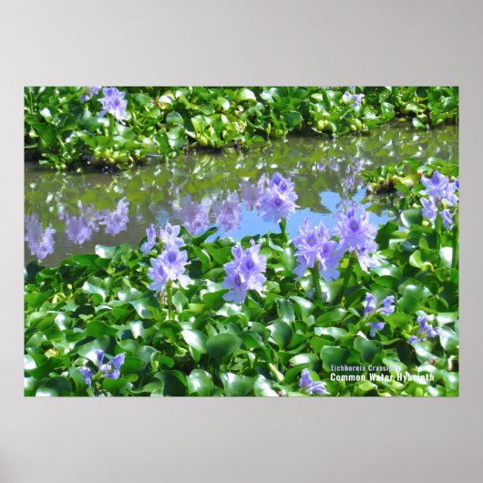 Waterhyacint Poster (Voorkant)