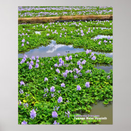 Waterhyacint Poster