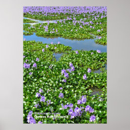 Waterhyacint Poster