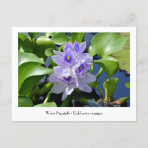 Waterhyacinth Collectable Flower Briefkaarten