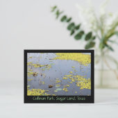 Waterhyacinth in Cullinan Park, Sugar Land, Texas Briefkaart (Staand voorkant)