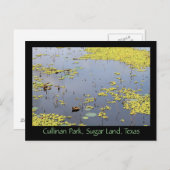 Waterhyacinth in Cullinan Park, Sugar Land, Texas Briefkaart (Voorkant / Achterkant)