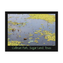 Waterhyacinth in Cullinan Park, Sugar Land, Texas