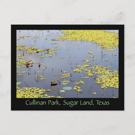 Waterhyacinth in Cullinan Park, Sugar Land, Texas Briefkaart (Voorkant)