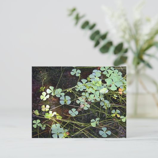 waterklaver briefkaart (Staand voorkant)