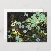 waterklaver briefkaart (Voorkant / Achterkant)