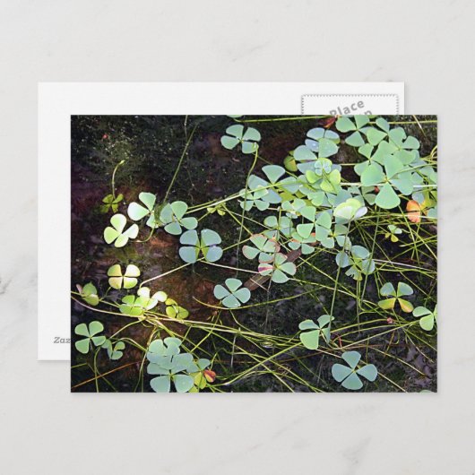 waterklaver briefkaart (Voorkant / Achterkant)