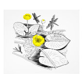 Waterlelengraving Foto Afdruk (Voorkant)