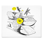 Waterlelengraving Foto Afdruk (Voorkant)