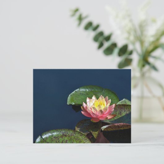 Waterlelie 2 briefkaart (Staand voorkant)