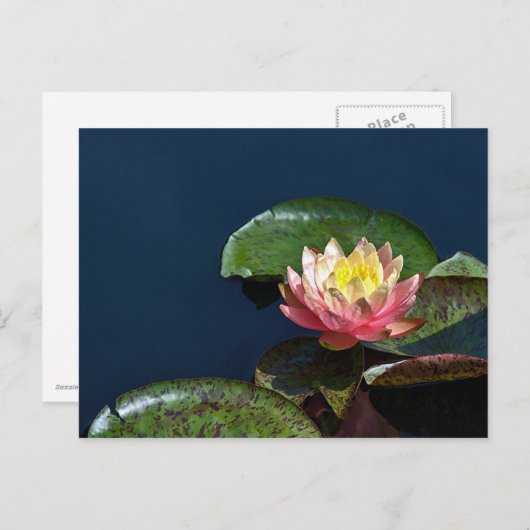 Waterlelie 2 briefkaart (Voorkant / Achterkant)