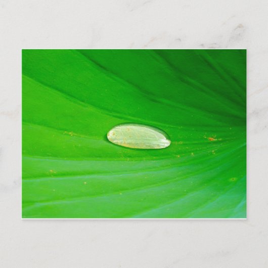 Waterlelie ansichtkaart briefkaart (Voorkant)