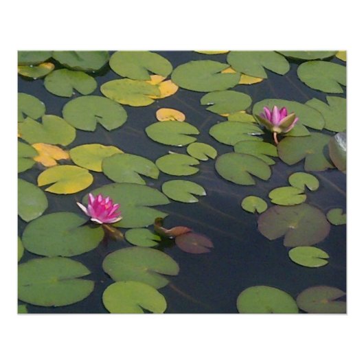 Waterlelie Bloem Schilderij Perfect Poster (Voorkant)
